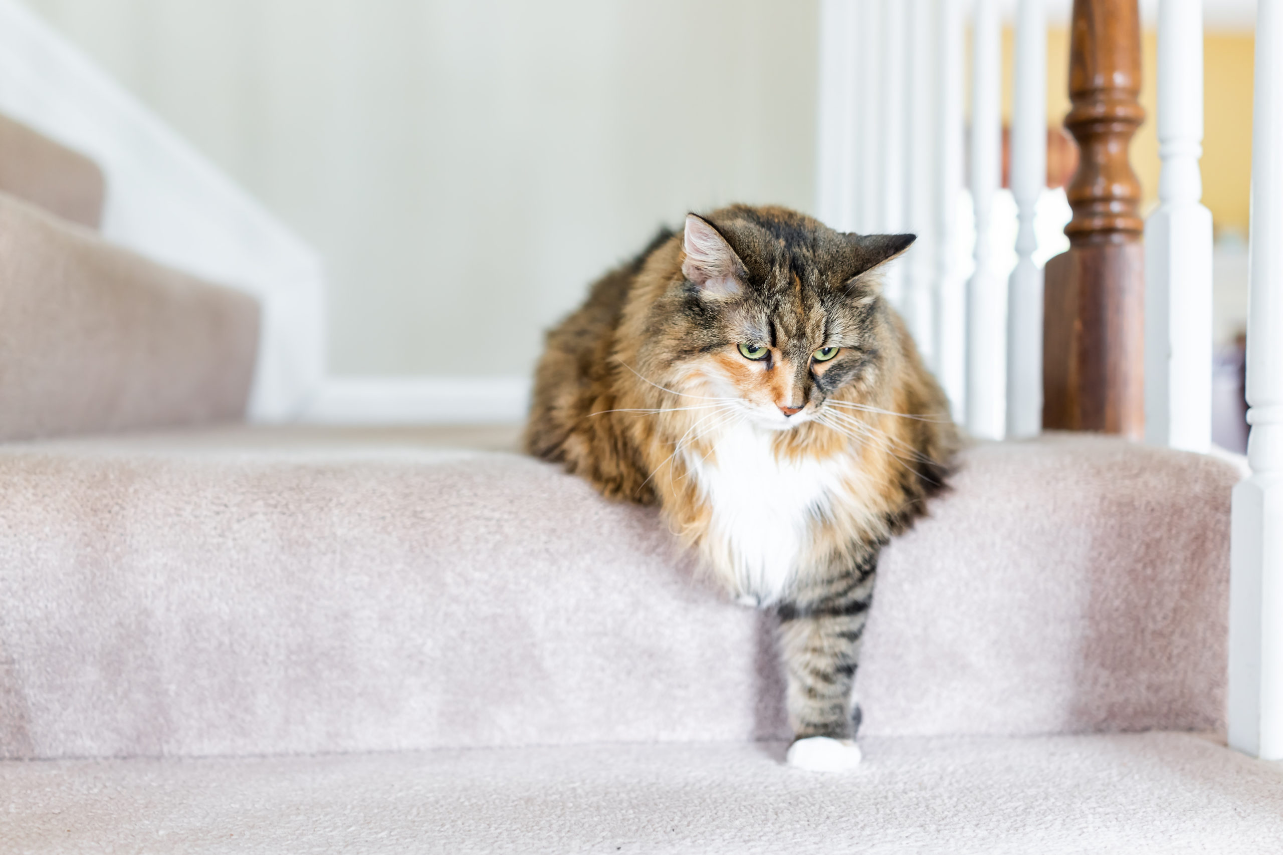 Fluffy cat sitting on the stairs