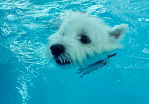 A white terrier in a swimming pool in a hydrotherapy session