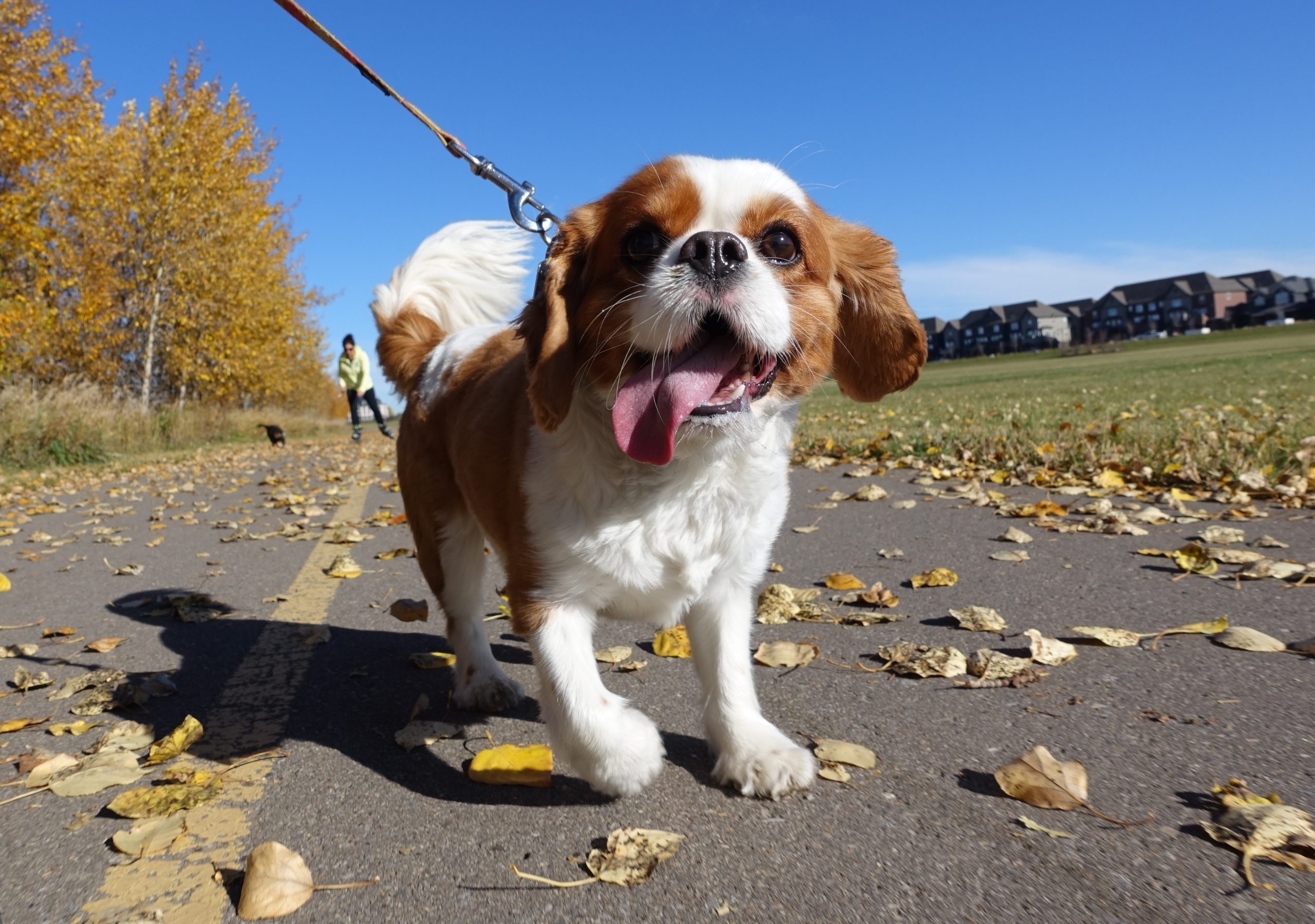 Puppy with tongue out on a walk in a park