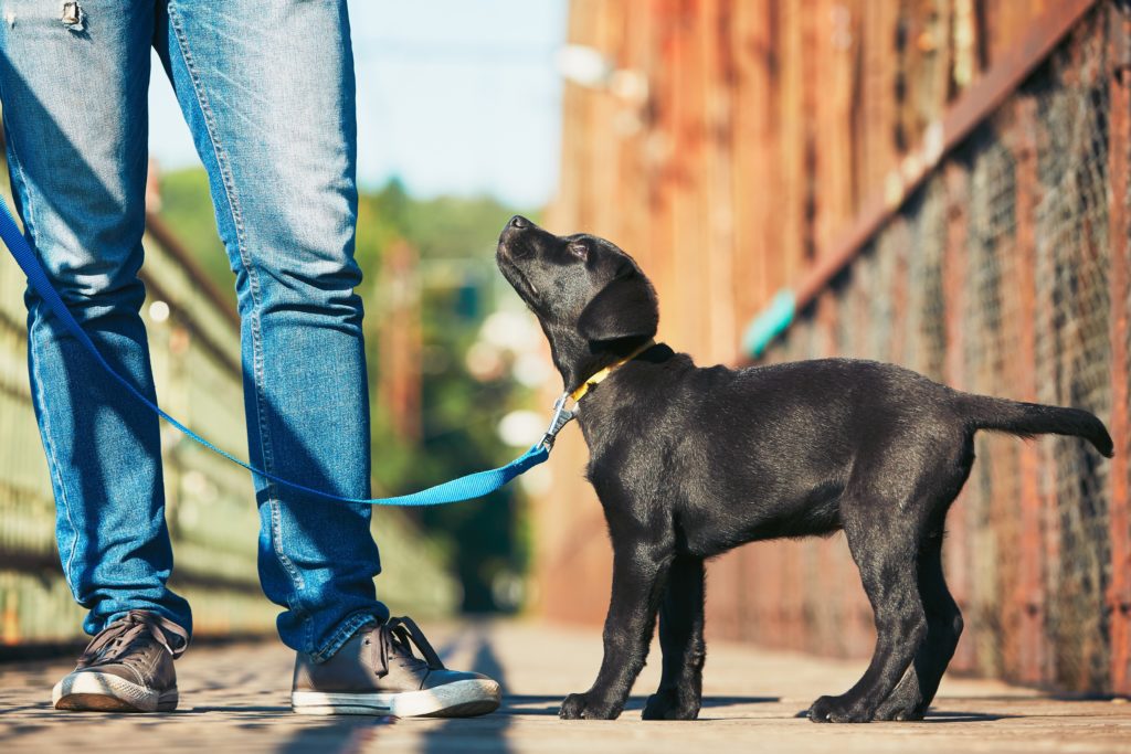 A Black Labrador on a morning walk with a man