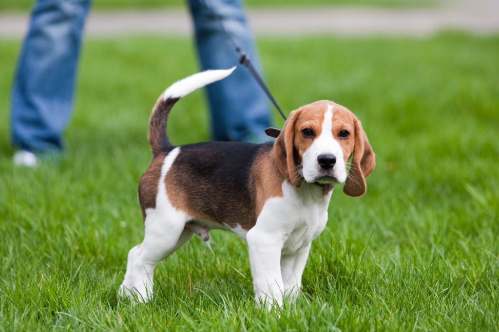 A Beagle puppy on a walk on the grass