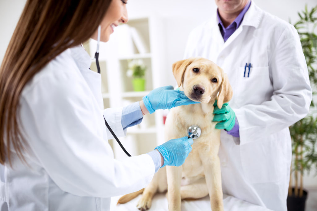 Labrador puppy being checked by a vet