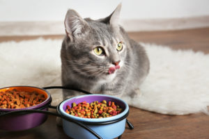 Cat eating food in bowls