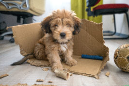 Naughty puppy chewing up box