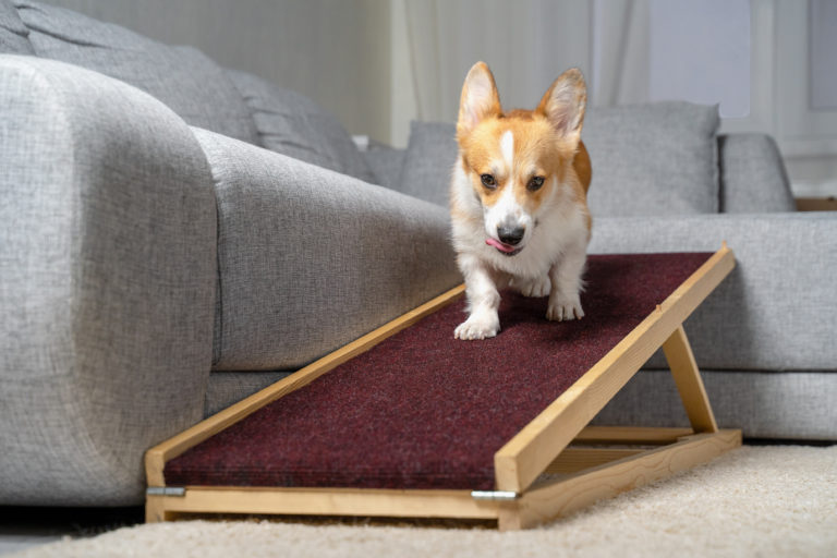 Corgi dog using stair ramp