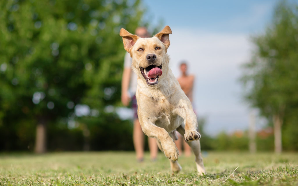 Happy and healthy dog running