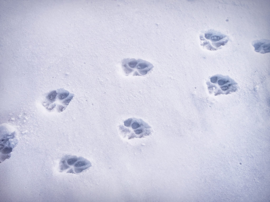 Paw Prints in the snow