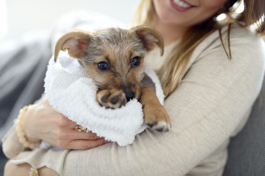 Puppy wrapped in a towel
