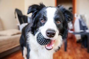 Dog holding toy in mouth